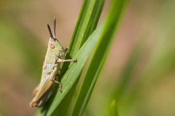 Grasshopper in a meadow with a detailed eye