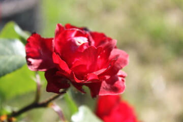 roses rouges