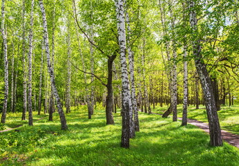 Bright summer birch grove with  green lawn