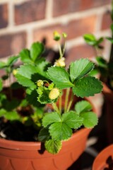 Young strawberries in an urban garden  