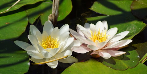 Zwei hübsche rosa und weiße Seerosen in einem Teich mit Lotusblättern herum