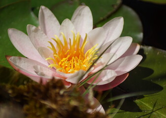 Eine rosa Seerose in einem Teich mit Blättern herum 