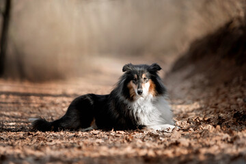 Beautiful Sheltie dog in the autumn forest