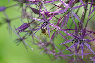Eine Biene an einer lila Pflanze mit sehr hübschen stachelartigen Blüten