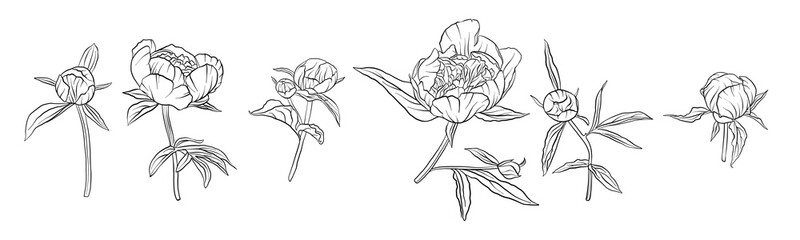 vector drawing peony flowers © cat_arch_angel