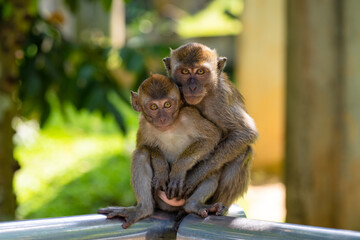 Two little monkeys hug while sitting on a fence