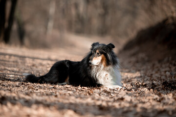 Beautiful Sheltie dog in the autumn forest