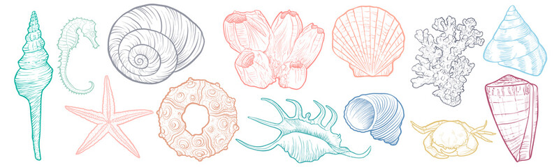 hand drawn vector seashells