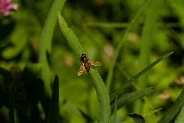 
beetle on a leaf of grass macro photo