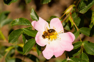 bee on a blooming flower plant in spring in a park in Prague