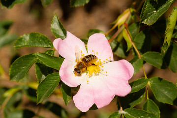 bee on a blooming flower plant in spring in a park in Prague