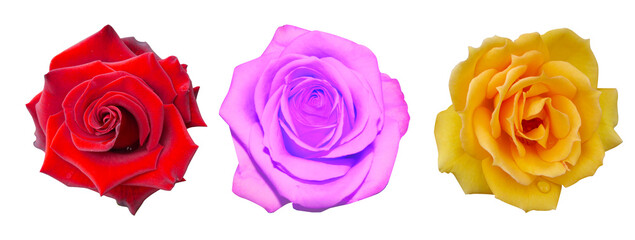 Obraz premium Macro photo red, pink and yellow rose flower isolated on white background. Beautiful sweet red rose flower isolated on white background