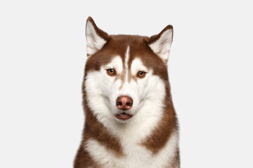 Funny Portrait of Amazement Brown Siberian Husky Dog,Curious Looking at camera on White Background © seregraff
