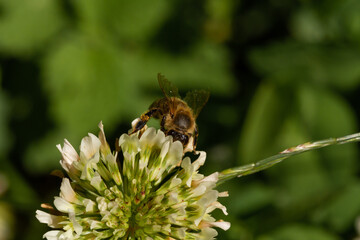 
bee on a blooming flower plant in spring in a park in Prague