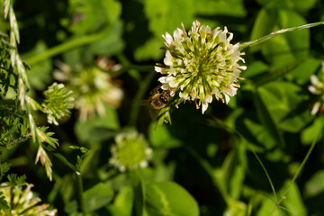 bee on a blooming flower plant in spring in a park in Prague