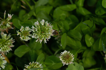 bee on a blooming flower plant in spring in a park in Prague