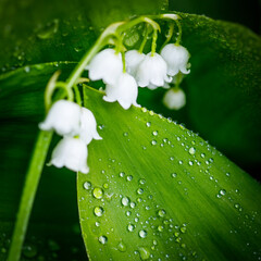 Lily of the valley flowers in raindrops on a background of green leaves