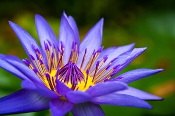 Water Lily Yellow & Purple close up macro photography details