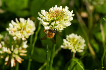 
Bumblebee on a flowering plant and blurred background in spring in the park