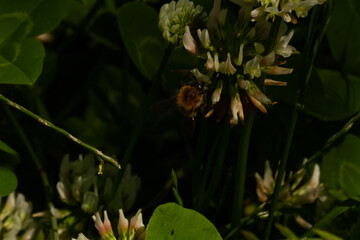 
Bumblebee on a flowering plant and blurred background in spring in the park