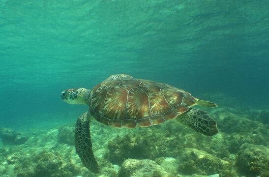 SEA TURTTLE CARIBBEAN SEA v&Ccedil;VENEZUELA