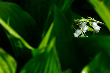 Lily of the valley flowers in raindrops on a background of green leaves