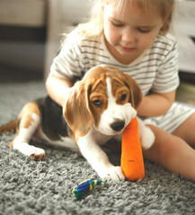 little girl plays a cute beagle puppy