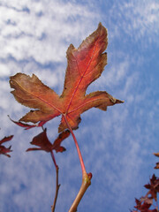 Fototapeta premium leaf of a tree, beginning autumn in chile