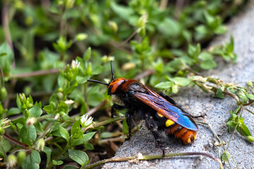 Large insect hornet that flies in the garden