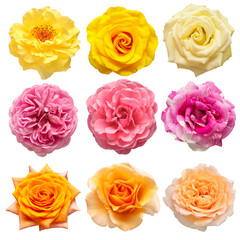 Fototapeta na wymiar Collection multicolored flowers head roses isolated on a white background. Flat lay, top view