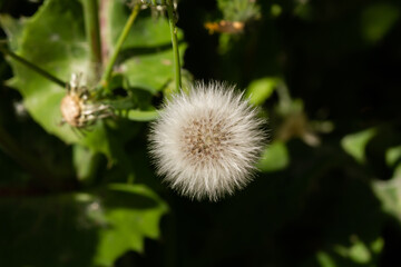 dandelion seed head