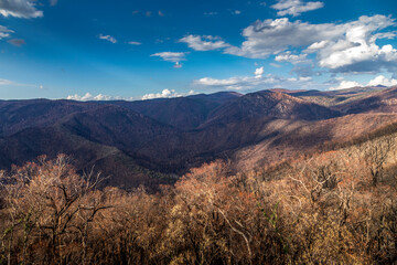 First plants start to grow again in a forest in the Snowy Mountains, burnt down during the bush fires in Australia. Nature comes back to life.