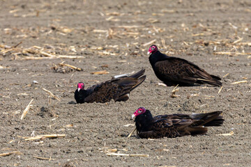 Turkey Vultures resting