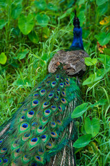 Obraz premium A beautiful manicured peacock walks in a green bird park.