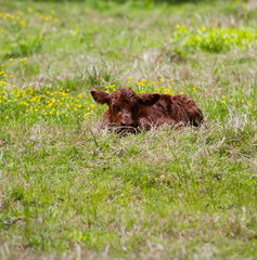 Young, newborn Angus Cow calf laying in springtime pasture. Baby animal on the farm.