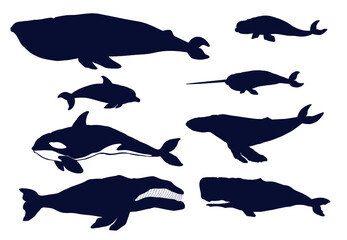 Set of different types of whales isolated on white. Dolphine, blue whale, fin whale, humpback, beluga,sperm whale,bowhead whale,orca. Vector illustration.