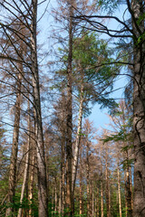 Obraz premium Waldsterben