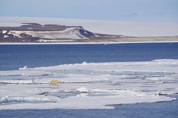 Polar bear walking on sea ice on Spitsbergen