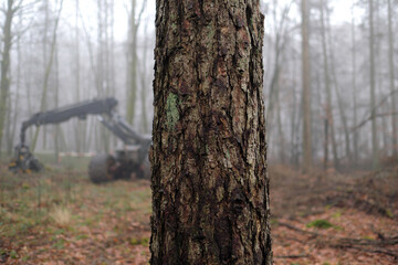 Baum im Wald und Holzernte-Maschine im Hintergrund - Stockfoto