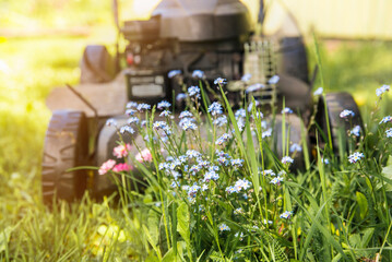 Preservation of biodiversity in home garden concept. Not mowing all natural wild flowers but...