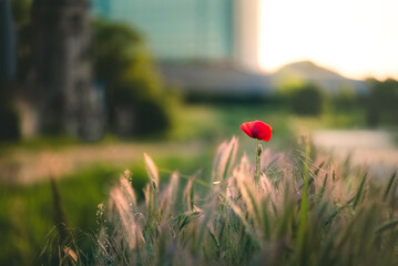 Single red common poppy flower in the green grass, shallow focus.