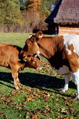 krowa krowy brązowe