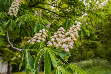 Beautiful fragrant spring flower