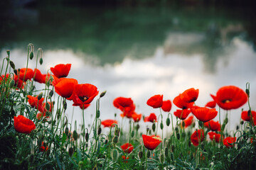 Common red poppy flowers growing by the river in spring season - obrazy, fototapety, plakaty