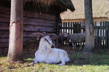 koza goat folk © Kima
