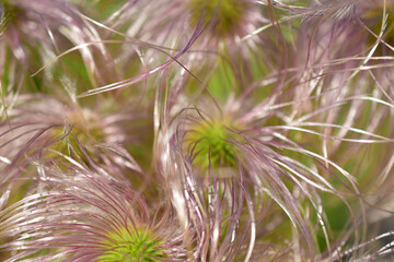 Natural patterns of the flower. 
