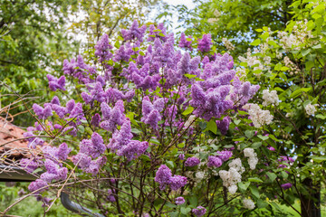 Obraz premium lilac blooming branches