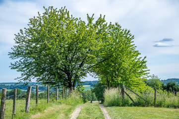 rural rural grazing land field path