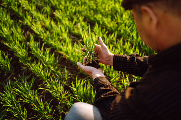 Young wheat sprout in the hands of a farmer. Wheat seedling on the hand. Farmer checking his crops...