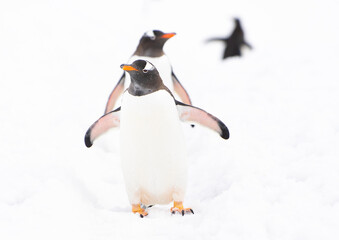 Gentoo penguins with white background in Antarctica
